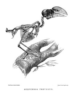Skeleton of Euryceros prevostii