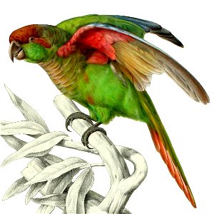 Pyrrhura devillei