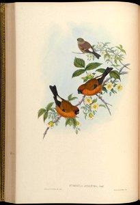 Pyrrhula aurantia = Pyrrhula aurantiaca[1]