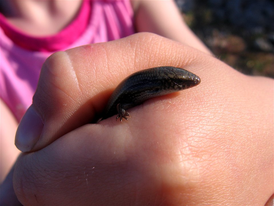 Bedriaga's Skink (Chalcides bedriagai) found at Sagres in Portugal
