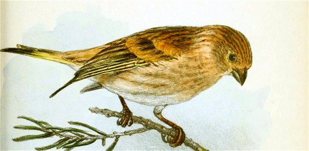 « Serinus aurifrons » = Serinus syriacus (Syrian Serin)