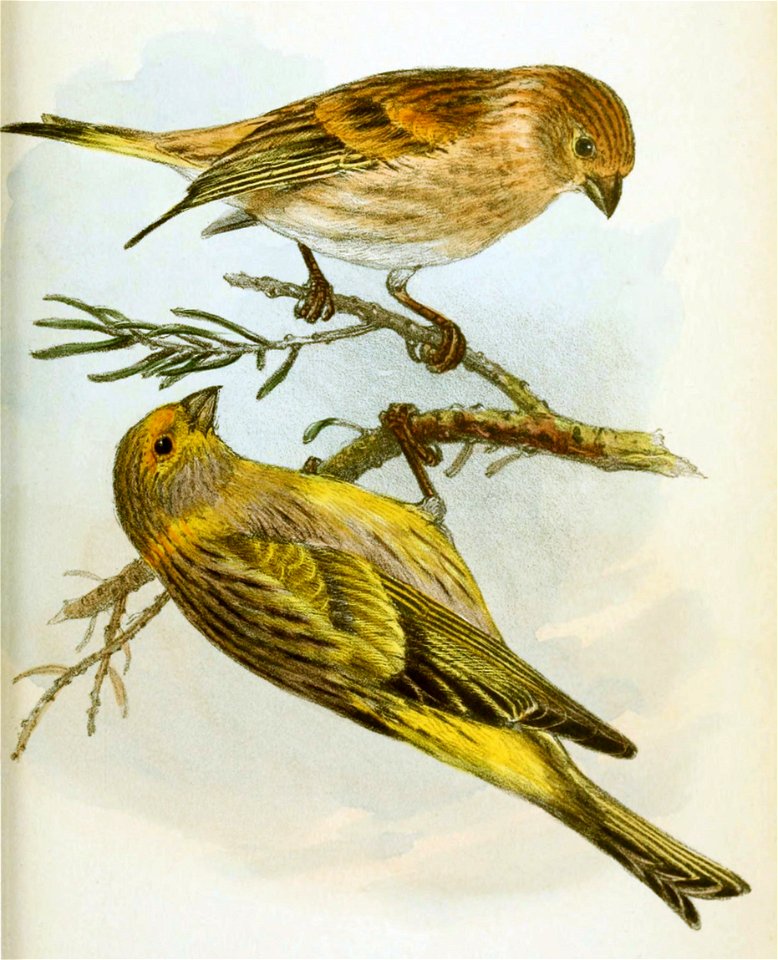 English:  « Serinus aurifrons » = Serinus syriacus (Syrian Serin)Français :  « Serinus aurifrons » = Serinus syriacus (Serin syriaque)עברית :&#32