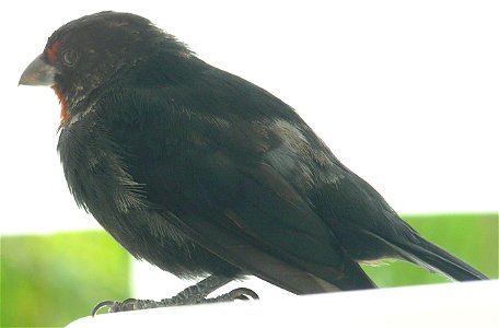 Lesser Antillean Bullfinch (99% sure), photographed on St. Lucia