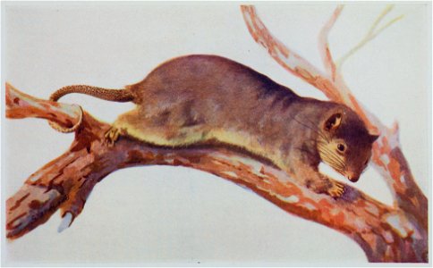 A reproduction of a painting accompanying the description of a new species Australian species. The image has been cropped, removing the pagination and caption.
