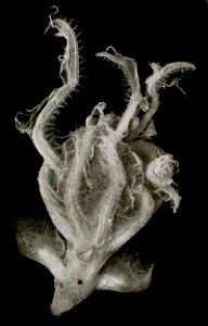 Cirrothauma murrayi