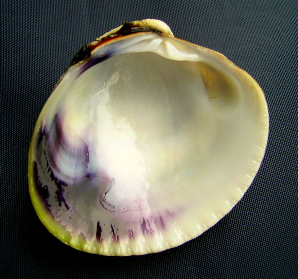 Austrovenus stutchburyi (tuangi cockle), inside view, from Auckland, New Zealand.




Public domainPublic domainfalsefalse





This work has been released into the  by its author, Graham Bould. This 