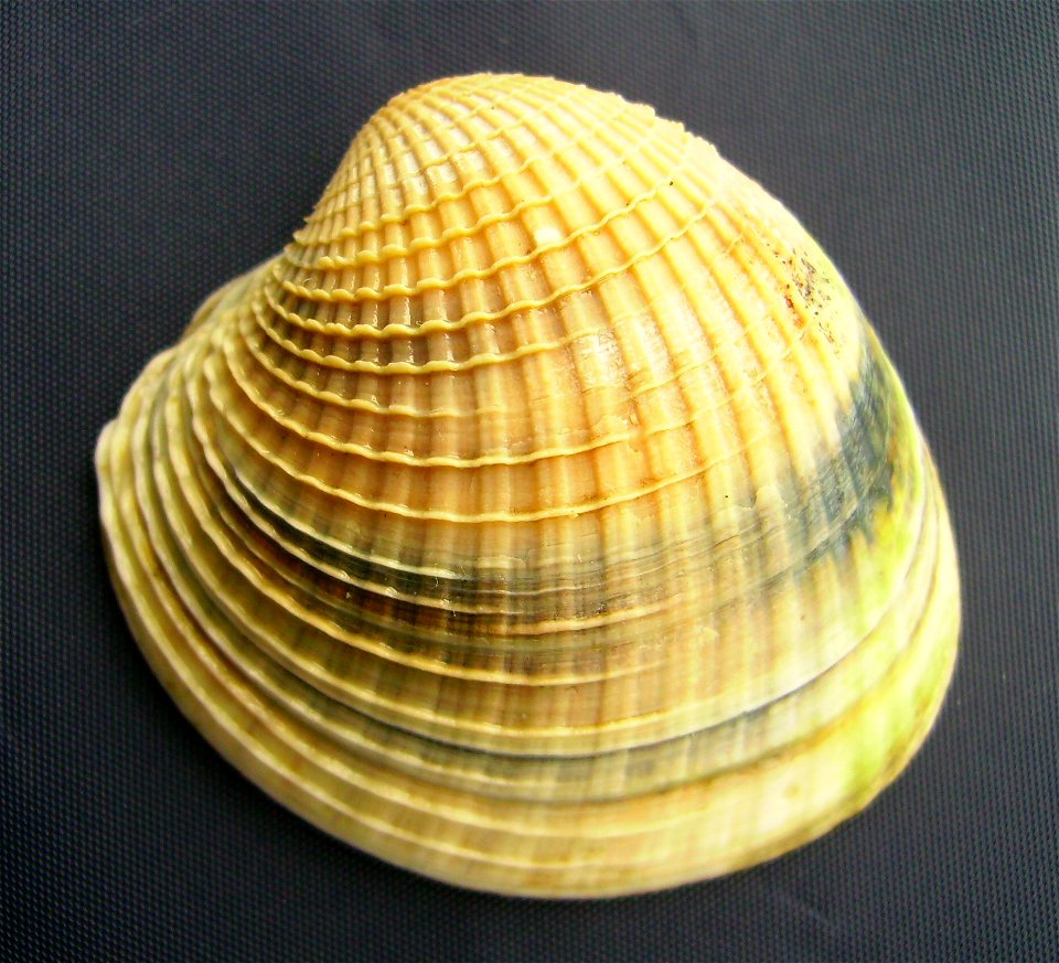 Austrovenus stutchburyi (tuangi cockle), from Auckland, New Zealand.




Public domainPublic domainfalsefalse





This work has been released into the  by its author, Graham Bould. This applies world