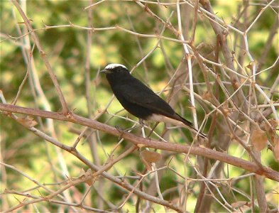 White-crowned wheatear () photographed in Timia, Aïr Mountains, Niger