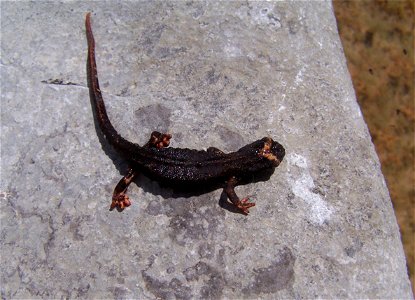 Salamandrina perspicellata, Marmitte dei Giganti Fosso dell'Anguillaia.