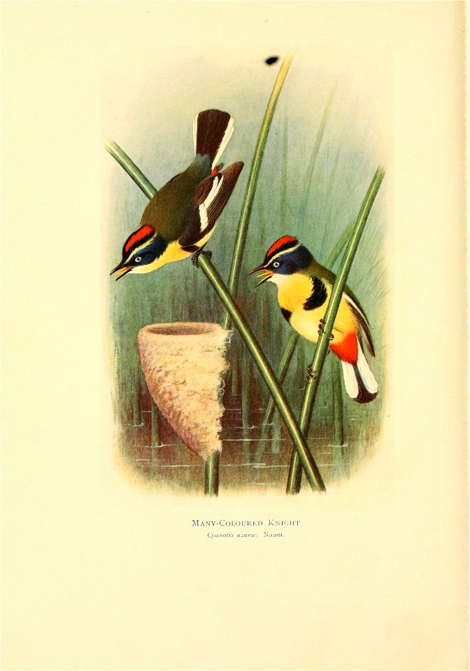 Many-coloured rush tyrant Tachuris ribrigastra, colour plate from 1920