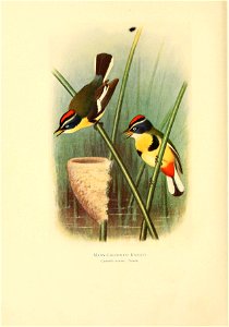 Many-coloured rush tyrant Tachuris ribrigastra, colour plate from 1920