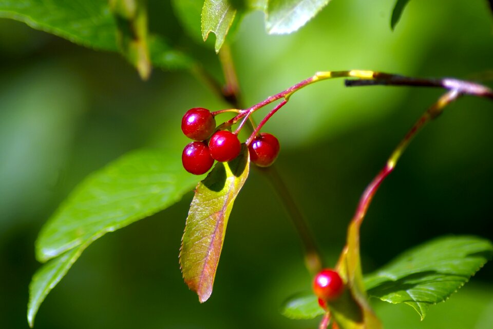 Fruit ripe berry