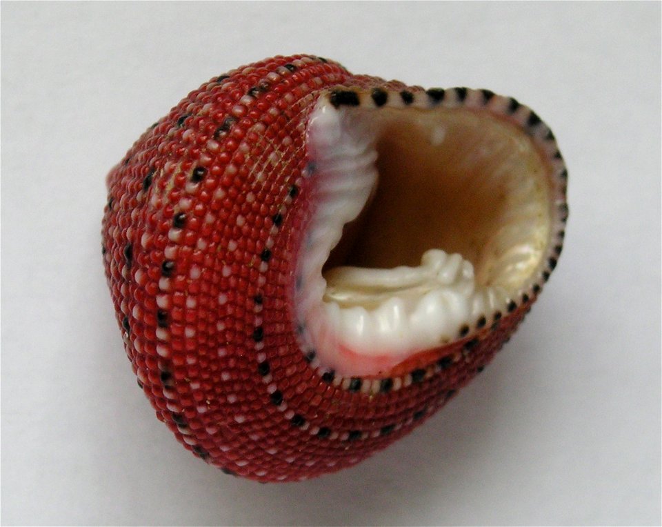 Clanculus puniceus
