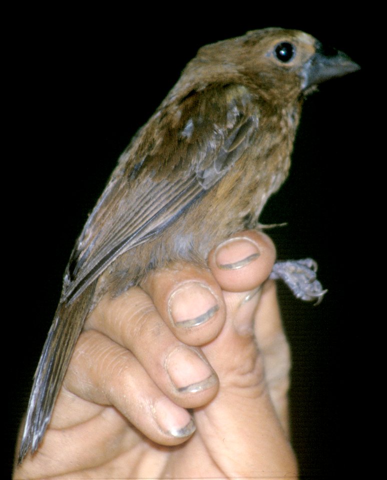Blue-black Grosbeak (Cyanocompsa cyanoides). Female from Cordillera del Cóndor, Ecuador.