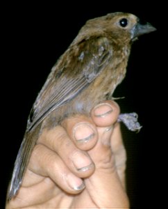 Blue-black Grosbeak (Cyanocompsa cyanoides). Female from Cordillera del Cóndor, Ecuador.
