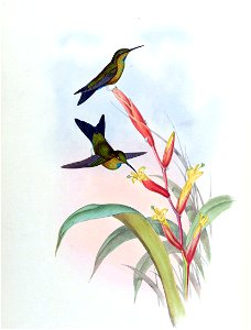 Print of the Eriocnemis godini from A Monograph of the Trochilidae, 

or family of humming-birds, 6 volumes, large folio (1849-87)d by J. Gould.