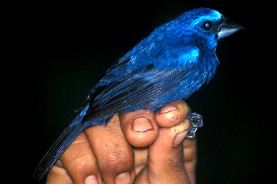 Blue-black Grosbeak (Cyanocompsa cyanoides). Male from Cordillera del Cóndor, Ecuador.