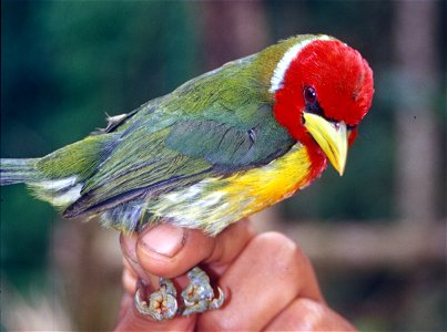 Male Red-headed Barbet (Eubucco bourcierii) in Ecuador