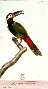 Toucanet koulik ou Araçaris Koulik
                        Latina:  Selenidera piperivora