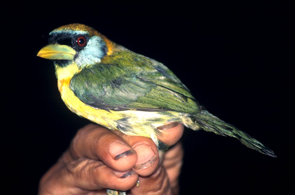 Female Red-headed Barbet (Eubucco bourcierii) in Ecuador