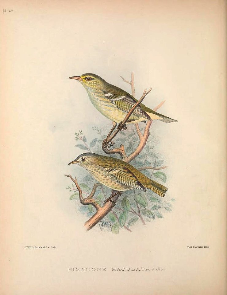 Himatione maculata from The Birds of the Sandwich Islands