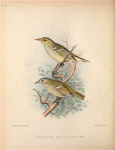 Himatione maculata from The Birds of the Sandwich Islands