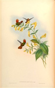 Lophornis regulus = Lophornis delattrei [1]