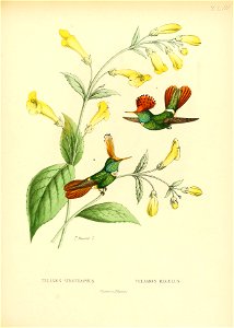 Telamon strictilophus & Telamon regulus hummingbirds. Hand Colored Lithograph. 12 1/2 x 9 inches

Now Lophornis stictolophus (Spangled Coquette) and Lophornis delattrei (Rufous-crested Coquette)