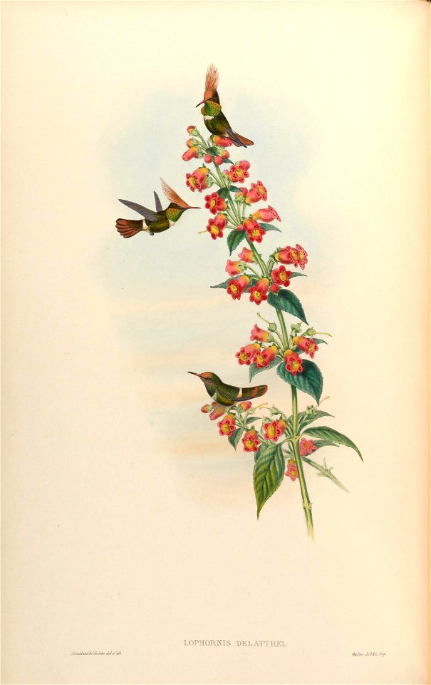 Lophornis delattrei [1]