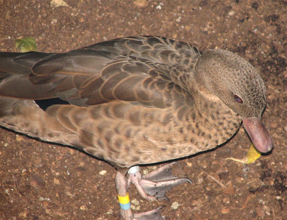 Bernier's Teal (Anas bernieri)