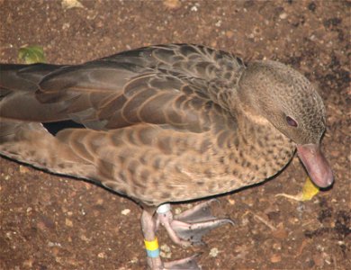 Bernier's Teal (Anas bernieri)