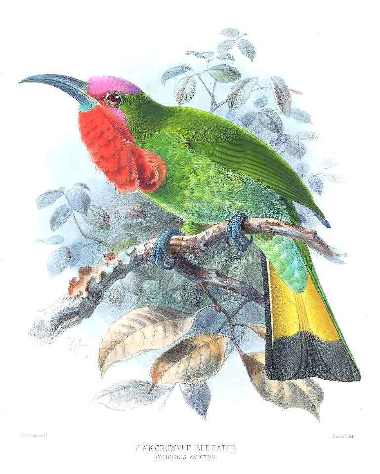 Nyctyornis amictus
