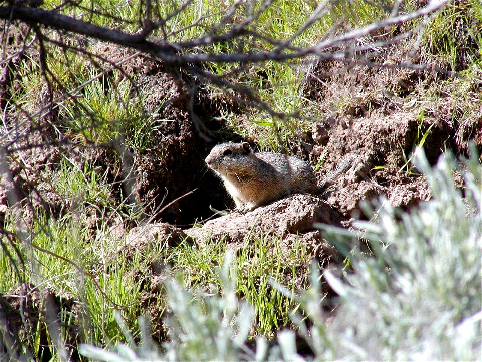 Image title: Southern Idaho ground squirrel in native habitat near burrow
Image from Public domain images website, http://www.public-domain-image.com/full-image/fauna-animals-public-domain-images-pict