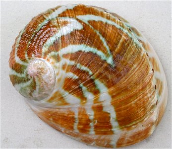Haliotis laevigata Donovan, 1808; family Haliotidae; Tasmania