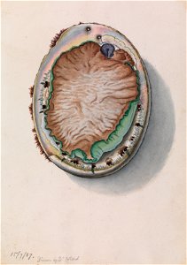 Green-lipped Abalone, Haliotis laevigatatitle QS:P1476,en:"Green-lipped Abalone, Haliotis laevigata"
label QS:Len,"Green-lipped Abalone, Haliotis laevigata"