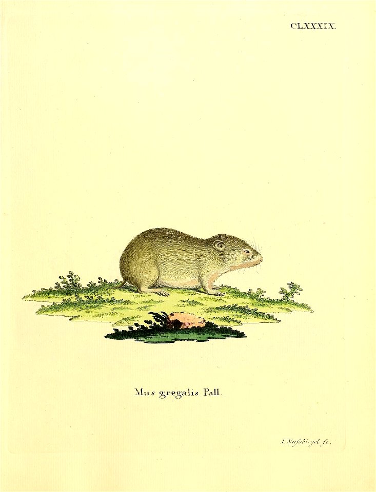 CLXXXIX. 

Mus gregalis Pall. = Microtus gregalis