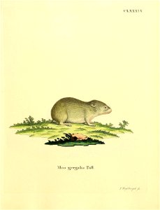 CLXXXIX. 

Mus gregalis Pall. = Microtus gregalis