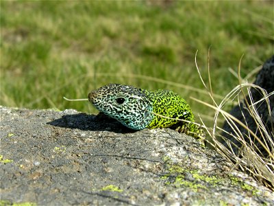 Lacerta schreiberi (Lacertidae). Gredos, Ávila, España.