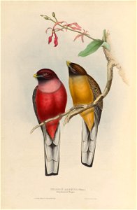 Harpactes ardens - A monograph of the Trogonidae, or family of trogons