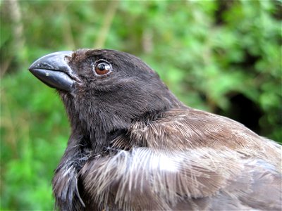 Male medium tree finch photo