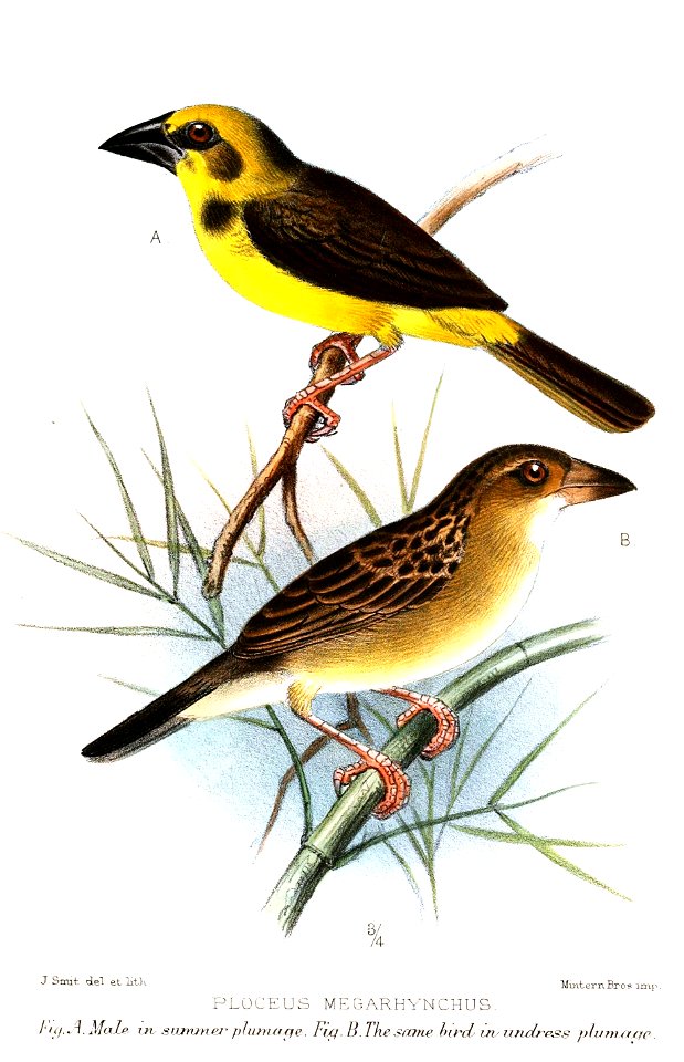 Ploceus megarhynchus