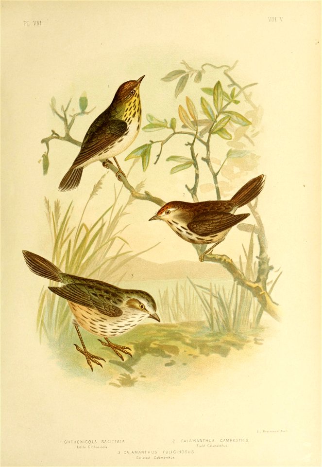pl Yin 
YOL'Y 
G J 
CHTHONICOLA SAC I TTATA . 2 CALAMANTHUS CAMPESTRIS 
L.ttle Chthonicola Field Calamanthus. 
3 C ALA MAN T H US FULIGINOSUS 

" Striated Calamanthus