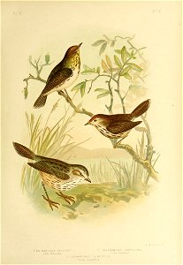 pl Yin 
YOL'Y 
G J 
CHTHONICOLA SAC I TTATA . 2 CALAMANTHUS CAMPESTRIS 
L.ttle Chthonicola Field Calamanthus. 
3 C ALA MAN T H US FULIGINOSUS 

" Striated Calamanthus