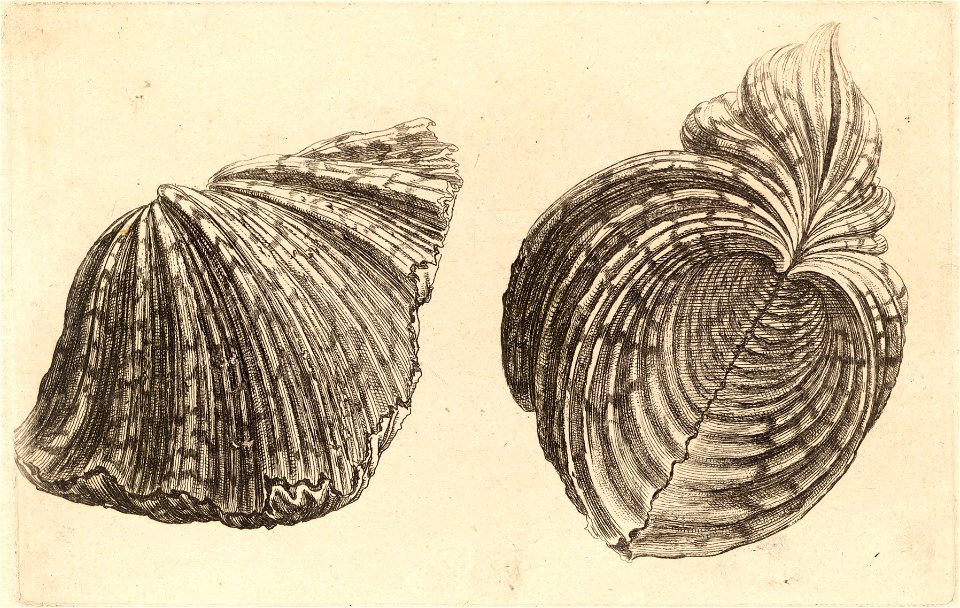 Hippopus maculatus Lam..