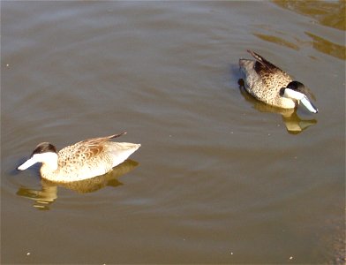 Pair of Puna Teal Anas versicolor puna at Martin Mere, Lancashire, England