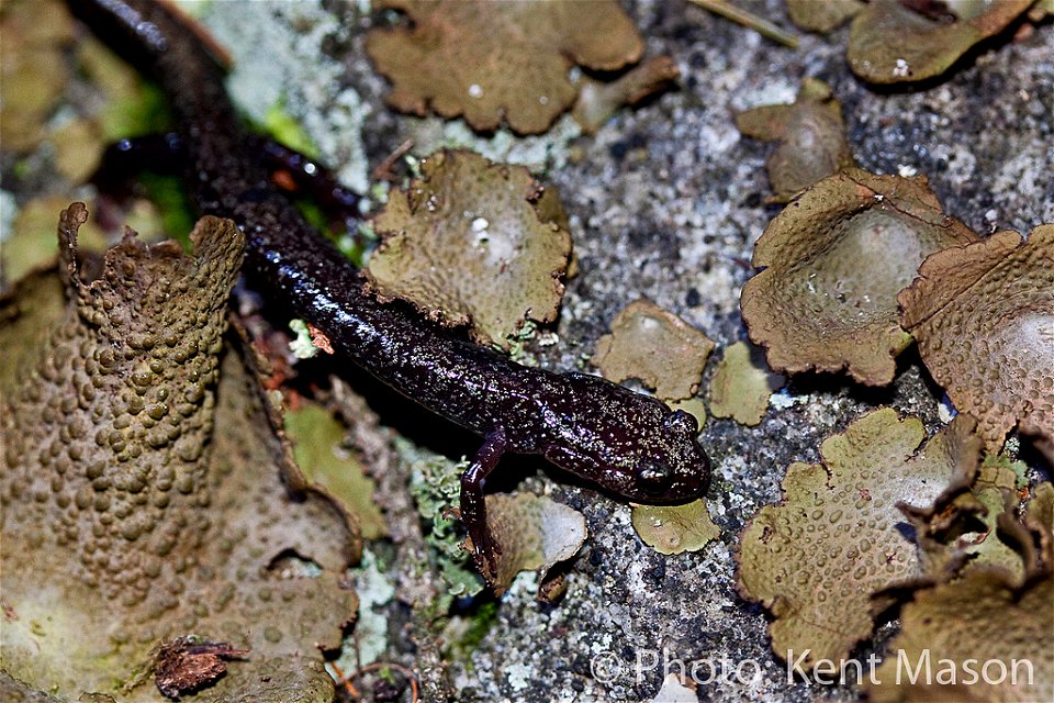 The Cheat Mountain Salamander has been listed by the USFWS as threatened throughout its range since 1989. This small woodland salamander makes its home in mixed spruce/hardwood forest. Improving the s