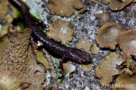 The Cheat Mountain Salamander has been listed by the USFWS as threatened throughout its range since 1989. This small woodland salamander makes its home in mixed spruce/hardwood forest. Improving the s