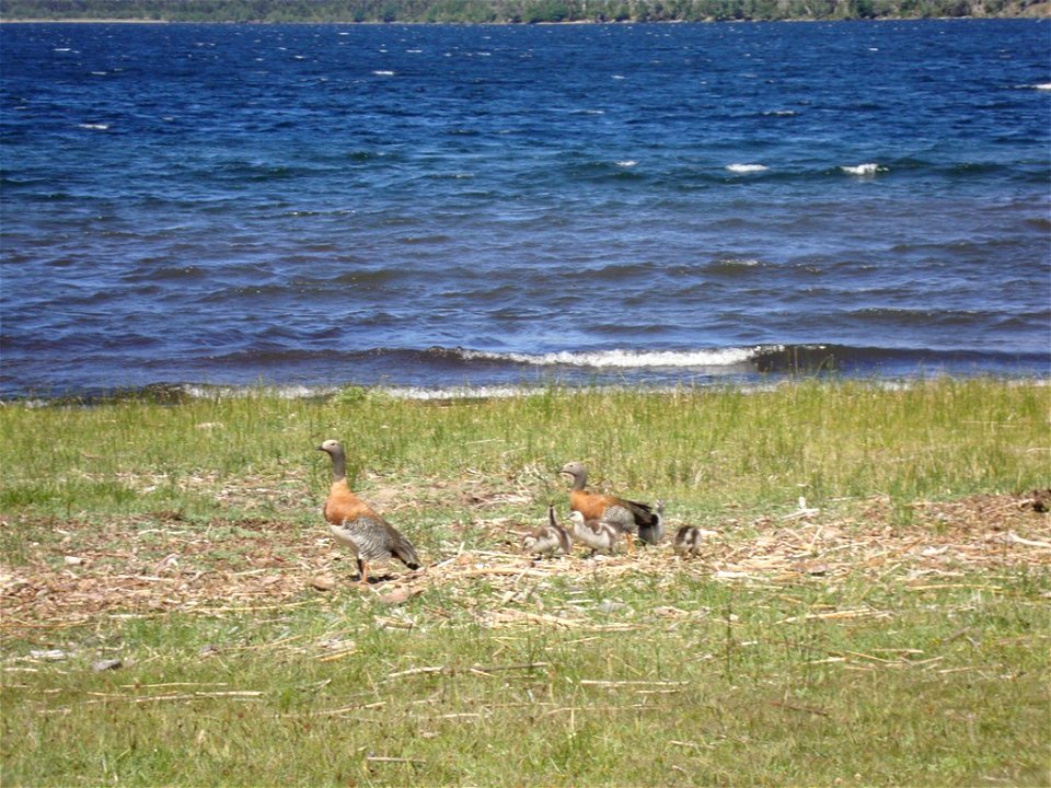 Familia de cauquenes a orillas del lago Ruca Choroy