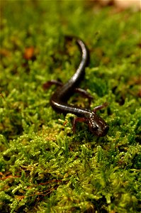 Image title: Cheat mountain salamander Image from Public domain images website, http://www.public-domain-image.com/full-image/fauna-animals-public-domain-images-pictures/reptiles-and-amphibians-public photo