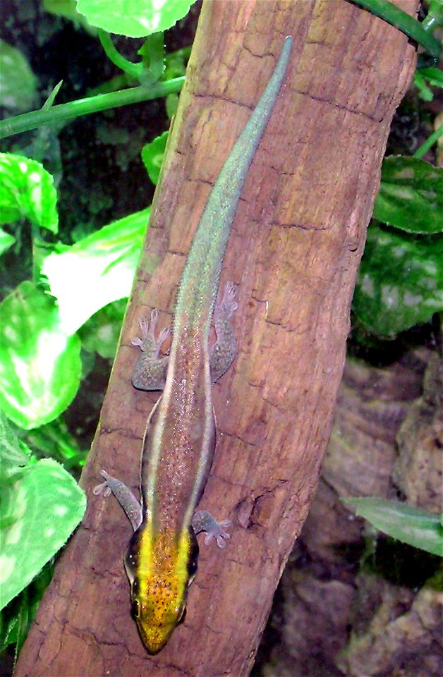 Yellow-headed day gecko Phelsuma klemmeri at Bristol Zoo, Bristol, England.